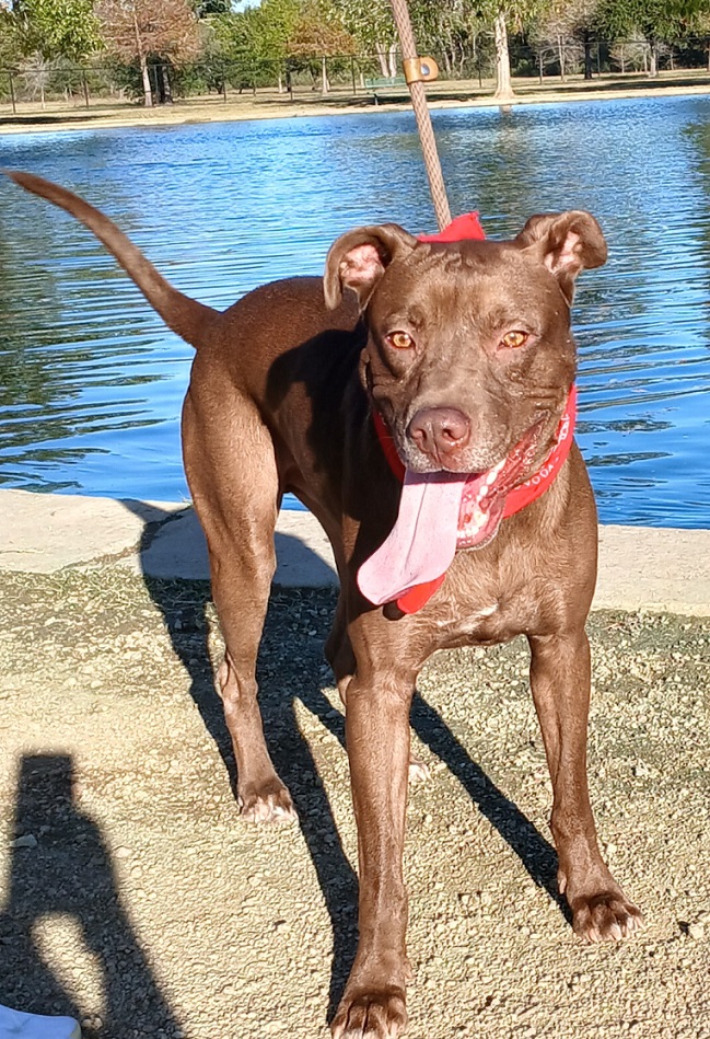 Brownie - Loves to play Fetch! (WA-7956241), a Adoptable mixed breed in Bothell, WA image 2/6