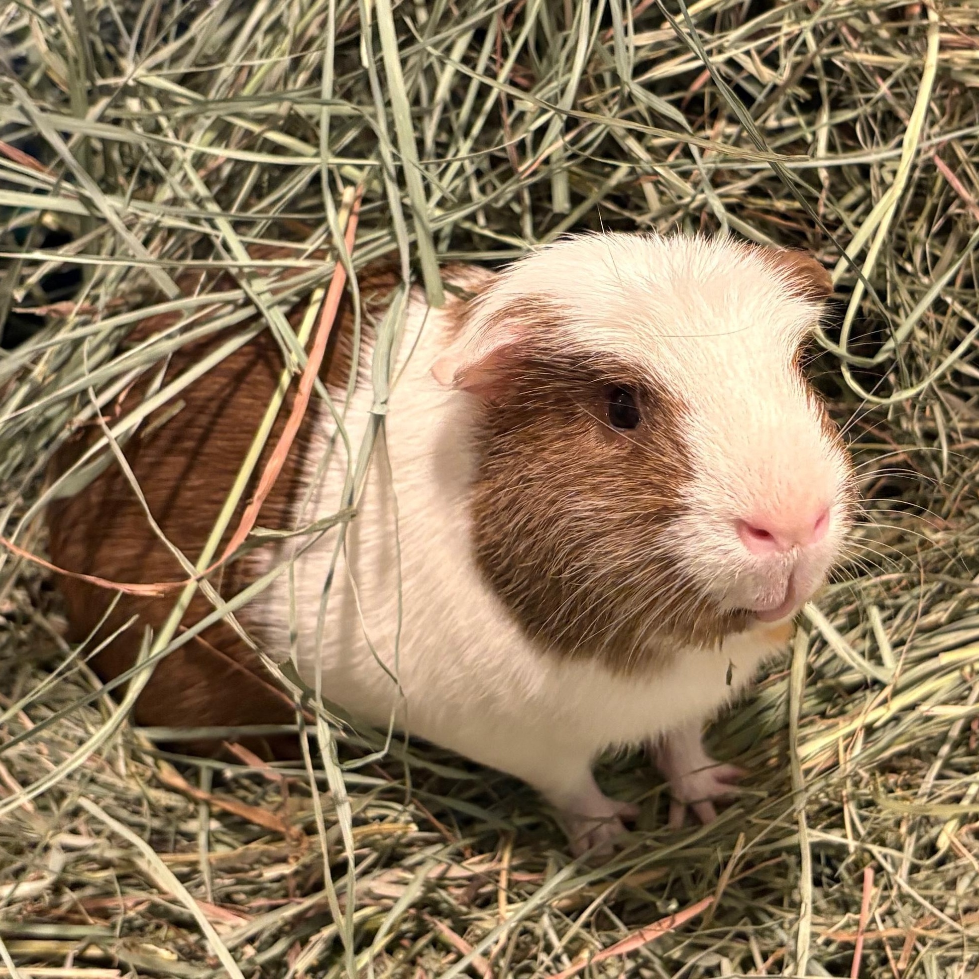 Wiggles, ADOPTABLE, Adult Male Short-Haired.