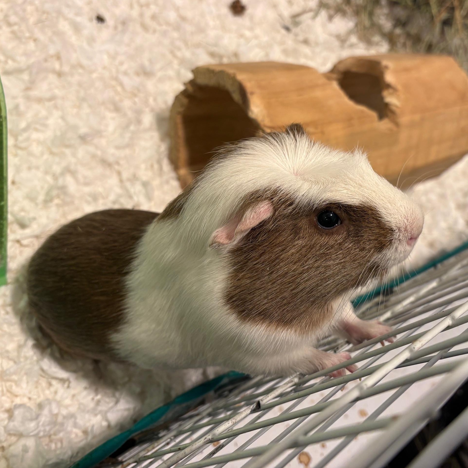 Enlarge Wiggles, a ADOPTABLE Short-Haired in Wellington, CO image 2/3