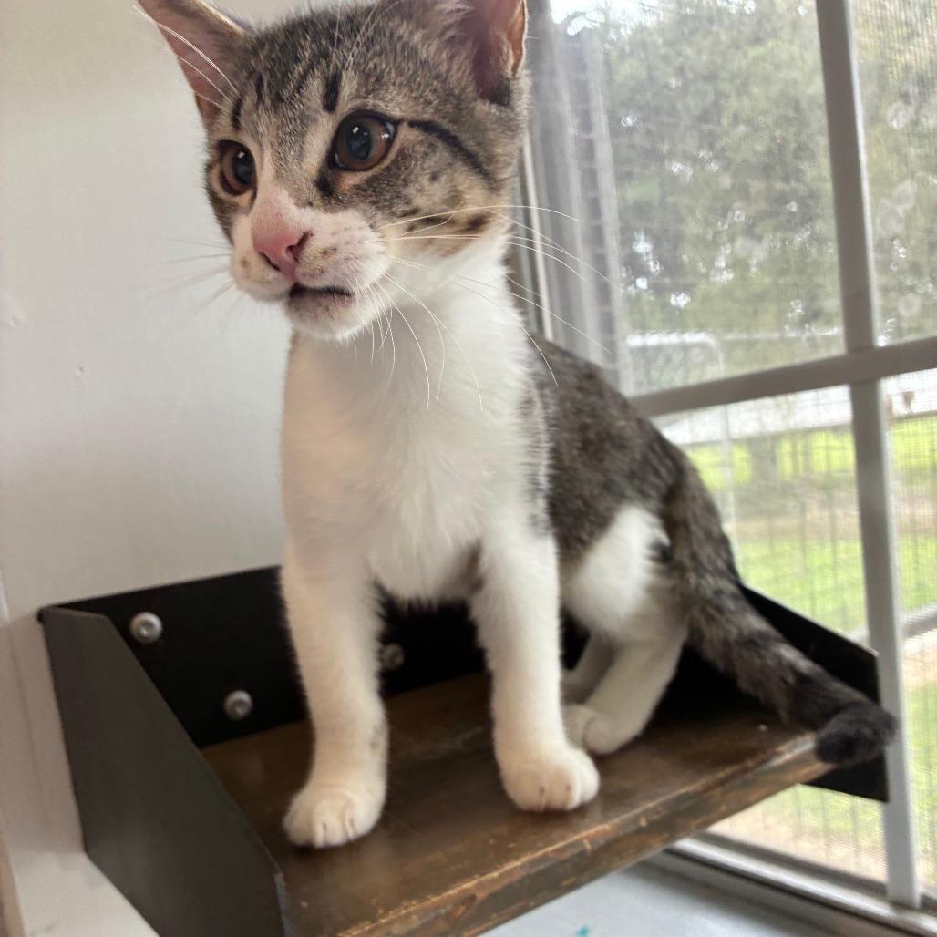 Keep Your Hair On, Adoptable, Kitten Male Domestic Short Hair.