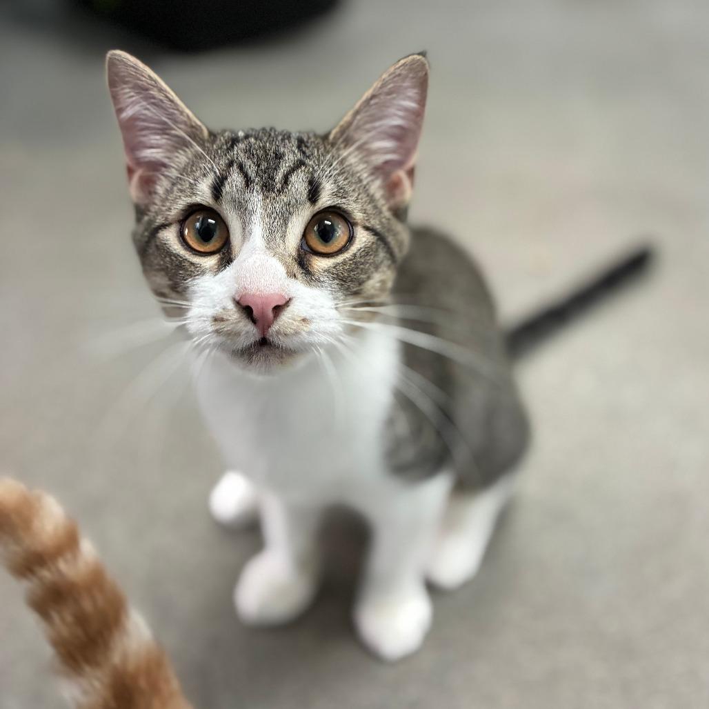 Enlarge Keep Your Hair On, a Adoptable Domestic Short Hair in Carencro, LA image 2/6