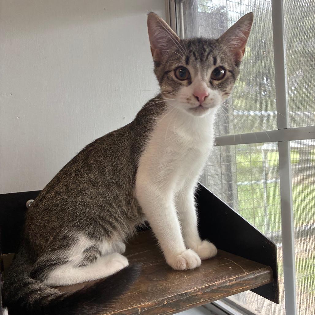 Enlarge Keep Your Hair On, a Adoptable Domestic Short Hair in Carencro, LA image 4/6