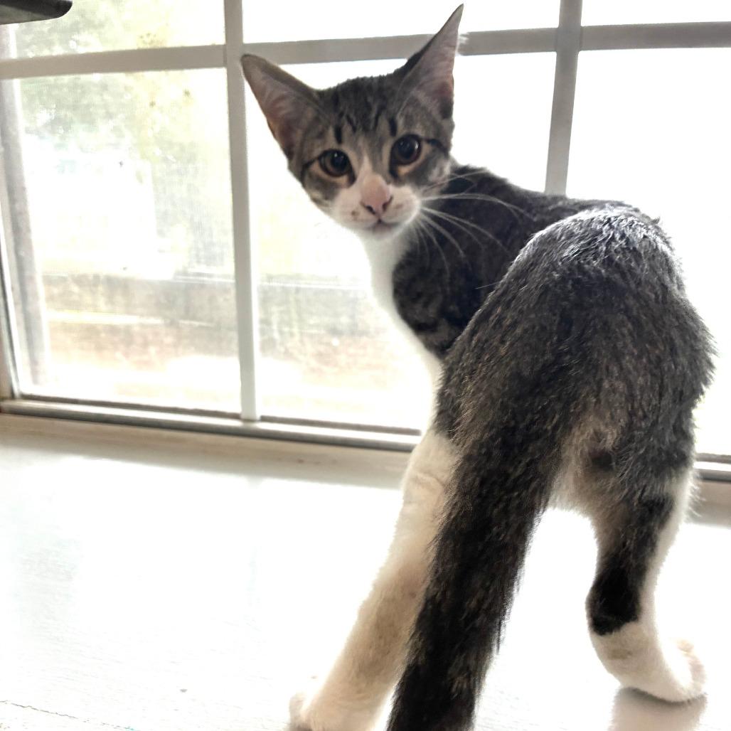 Enlarge Keep Your Hair On, a Adoptable Domestic Short Hair in Carencro, LA image 5/6