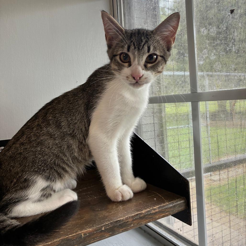 Enlarge Keep Your Hair On, a Adoptable Domestic Short Hair in Carencro, LA image 6/6