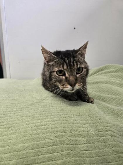 Enlarge Hammy, a Adoptable mixed breed in Spruce Pine, NC image 1/1