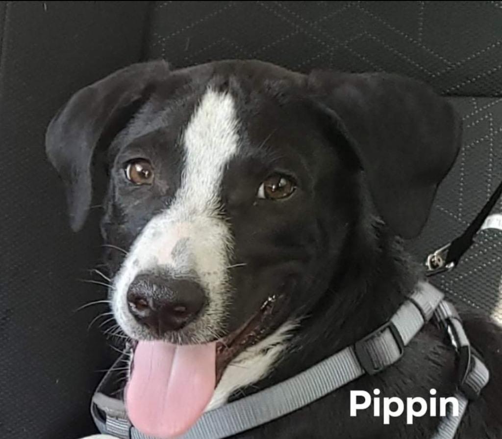 Pippen, Adoptable, Adult Male Border Collie & Appenzell Mountain Dog.