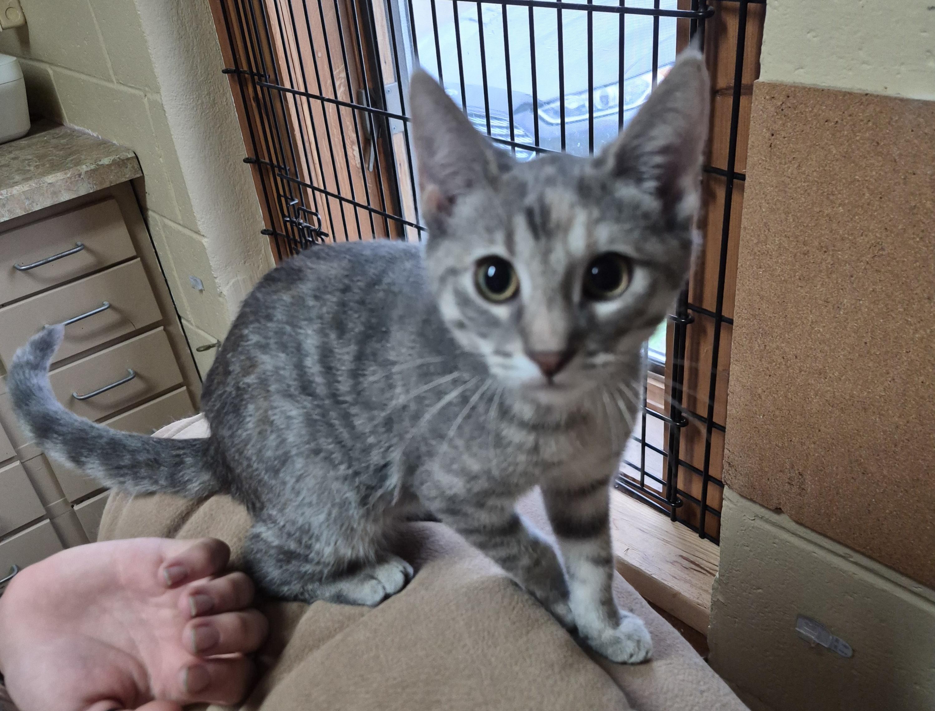 Enlarge Daphne, a Adopted Domestic Short Hair in Owatonna, MN image 1/1