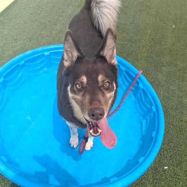 Zara, Adoptable, Adult Female Husky & Mixed Breed.