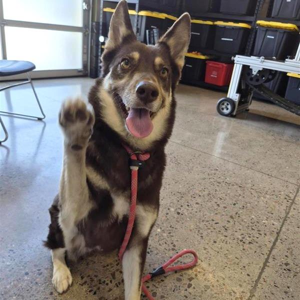 Enlarge Zara, a Adoptable mixed breed in Phoenix, AZ image 2/4