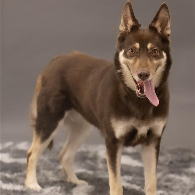 Enlarge Zara, a Adoptable mixed breed in Phoenix, AZ image 3/4