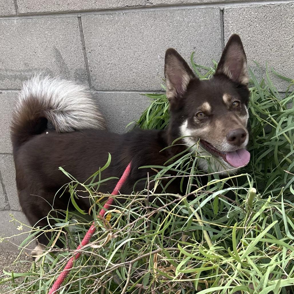 Enlarge Zara, a Adoptable mixed breed in Phoenix, AZ image 4/5