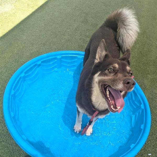 Enlarge Zara, a Adoptable mixed breed in Phoenix, AZ image 4/4
