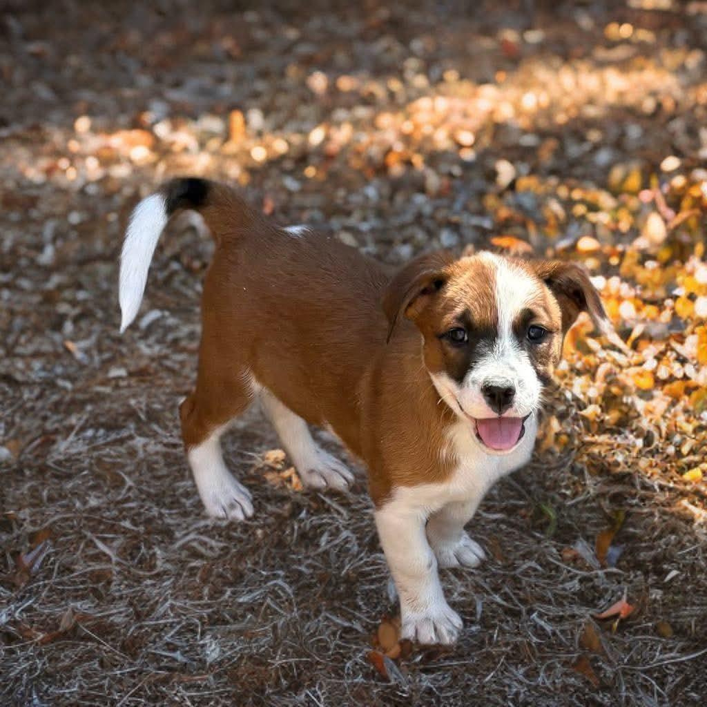 Enlarge Mopsy, a Adoptable mixed breed in Phoenix, AZ image 1/2