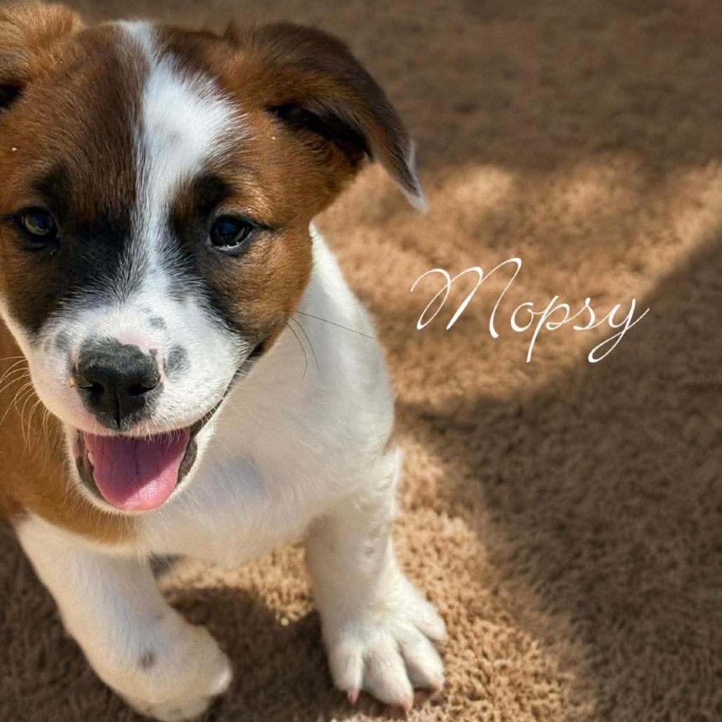 Enlarge Mopsy, a Adoptable mixed breed in Phoenix, AZ image 2/2