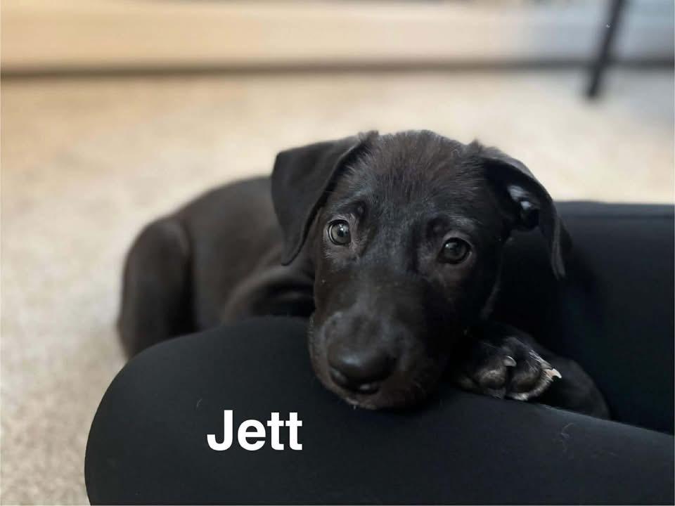 Jett, Adoptable, Puppy Female Mixed Breed.