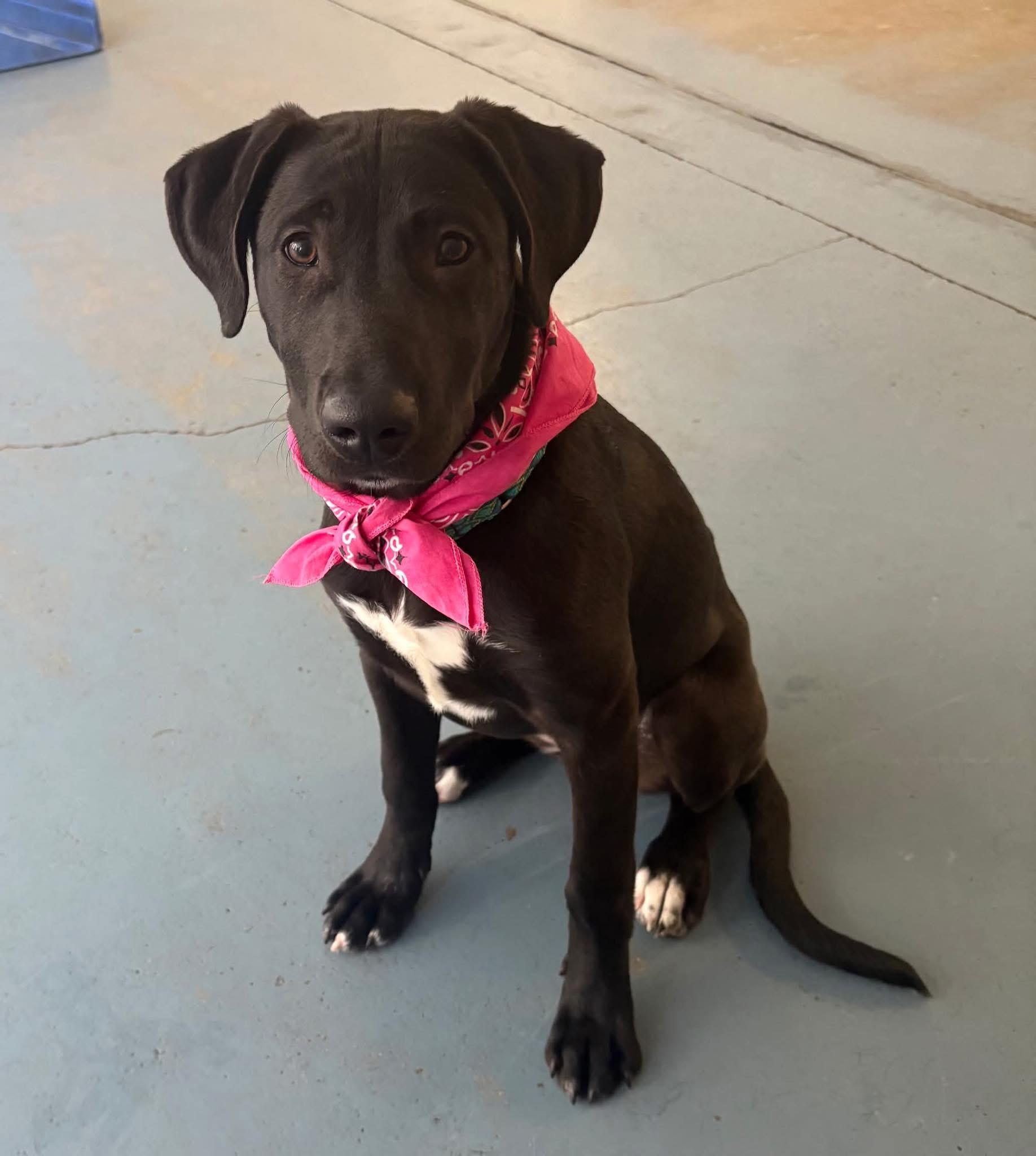 Jett, Adoptable, Young Female Mixed Breed.