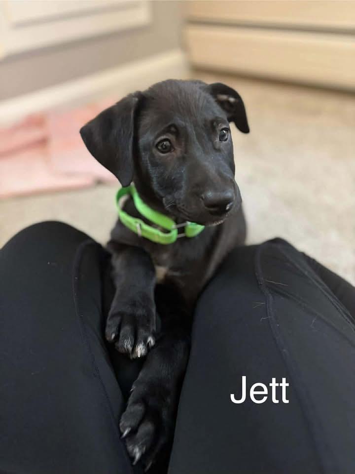 Jett, a Adoptable mixed breed in Griswold, CT image 2/2