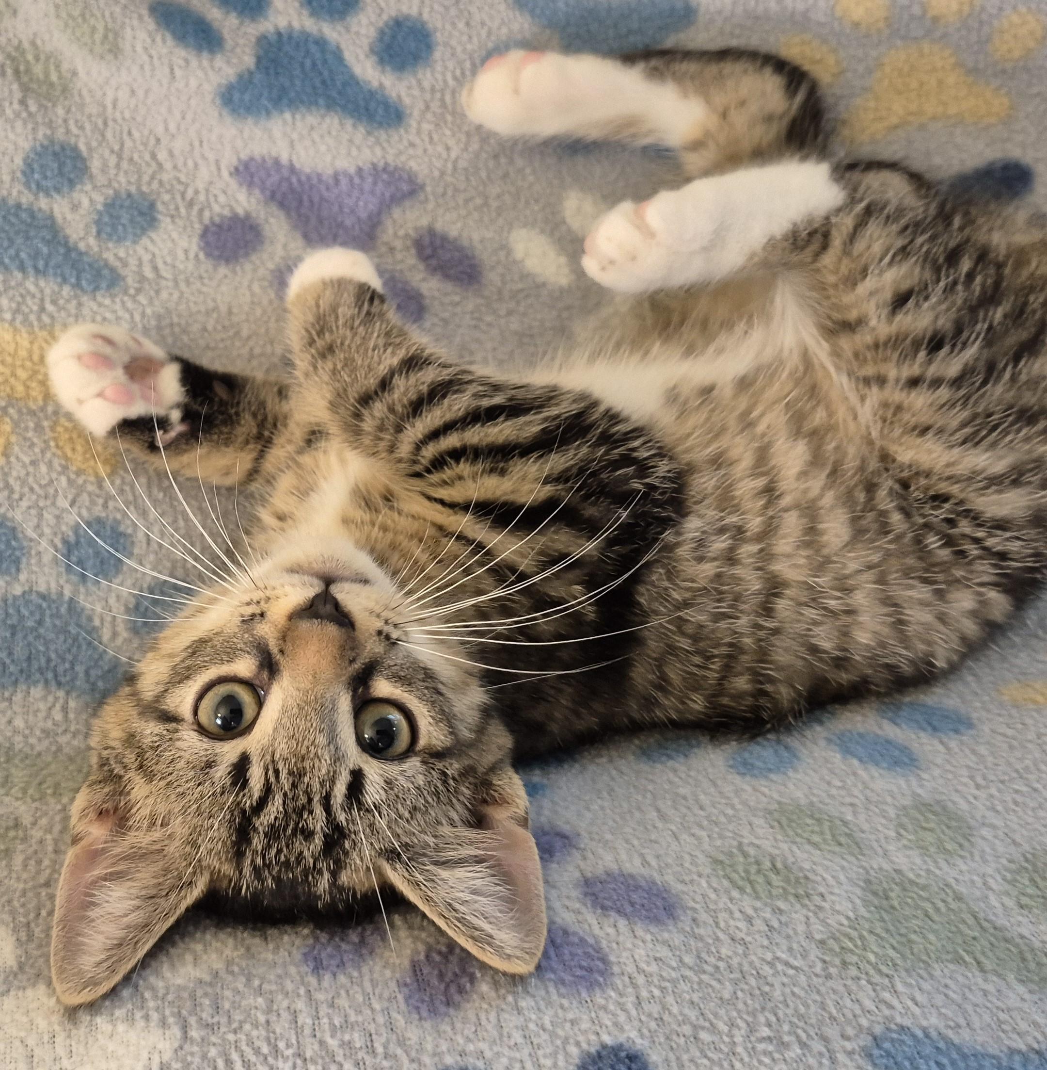 DR HAPPY, a ADOPTABLE Domestic Short Hair in Highland Park, NJ image 2/5