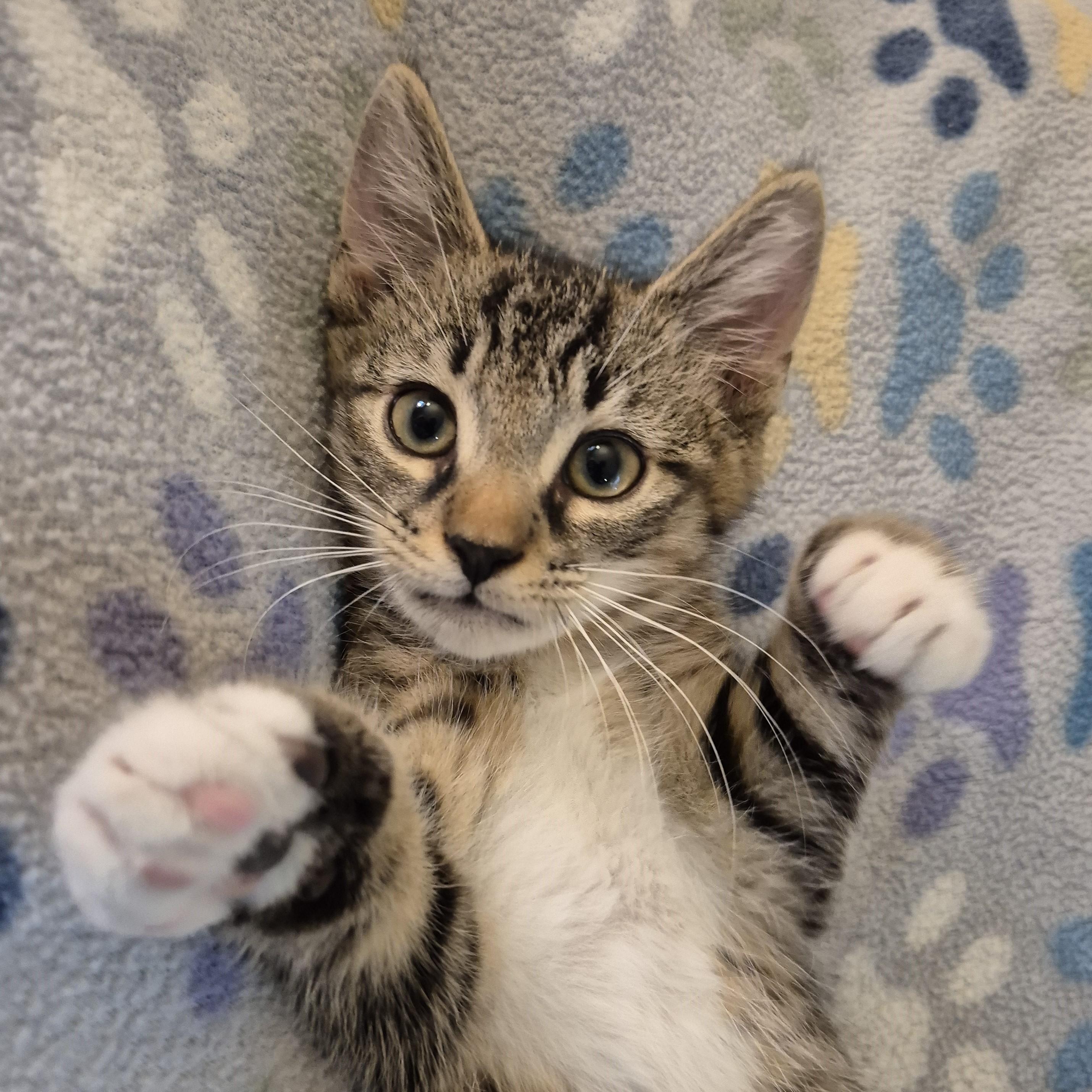 DR HAPPY, a ADOPTABLE Domestic Short Hair in Highland Park, NJ image 5/5