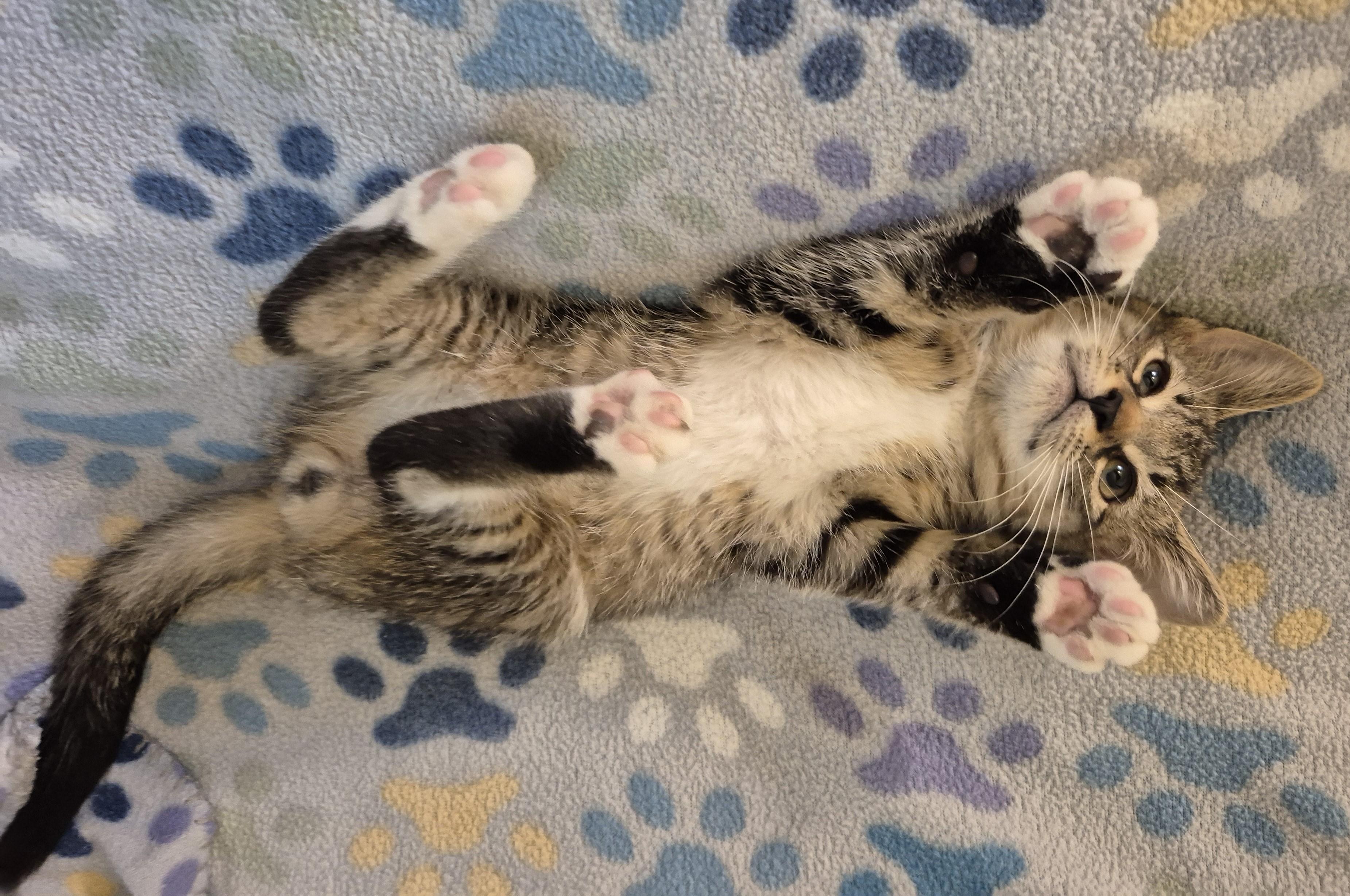 DR HAPPY, ADOPTABLE, Kitten Male Domestic Short Hair.