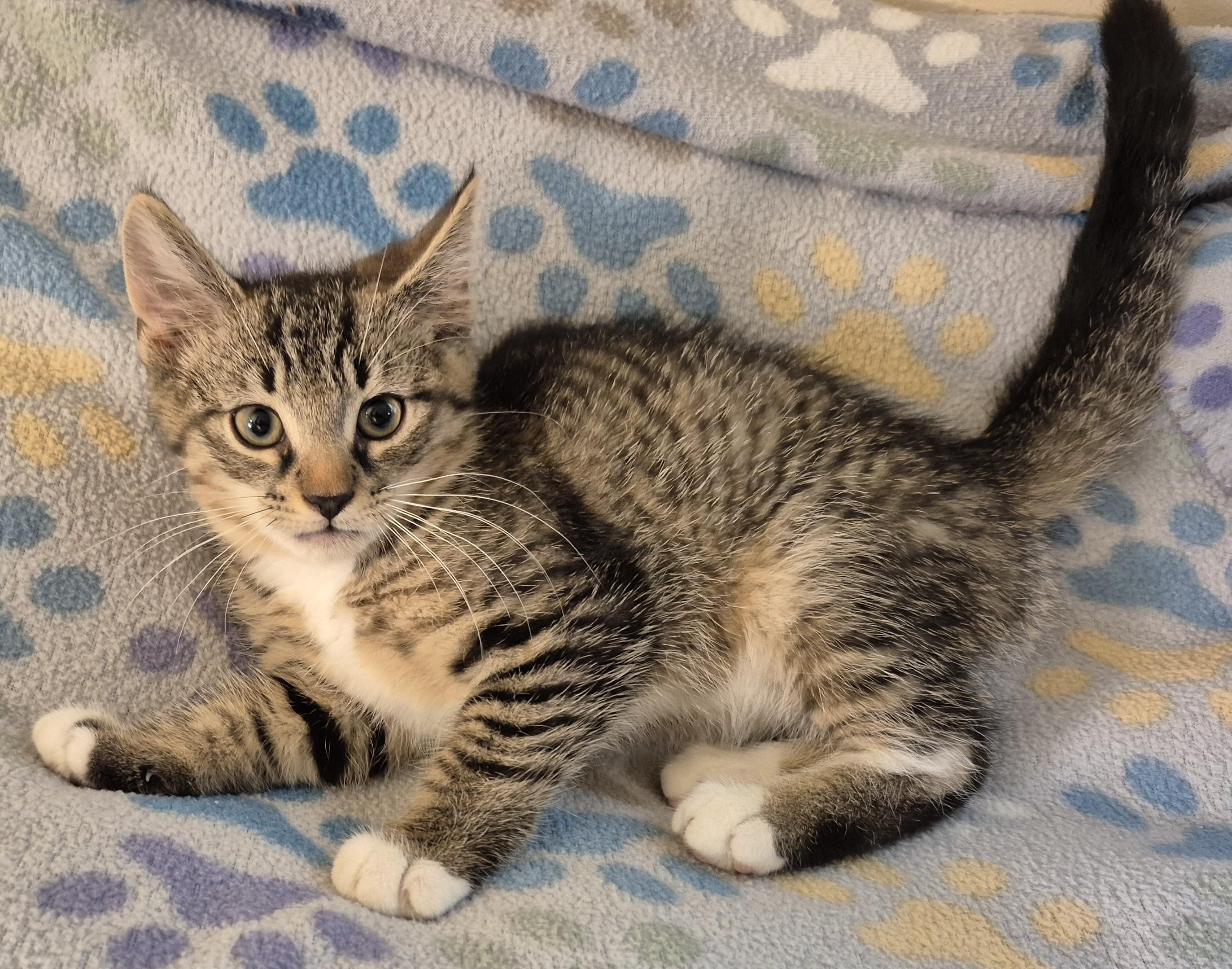 DR HAPPY, a ADOPTABLE Domestic Short Hair in Highland Park, NJ image 4/5