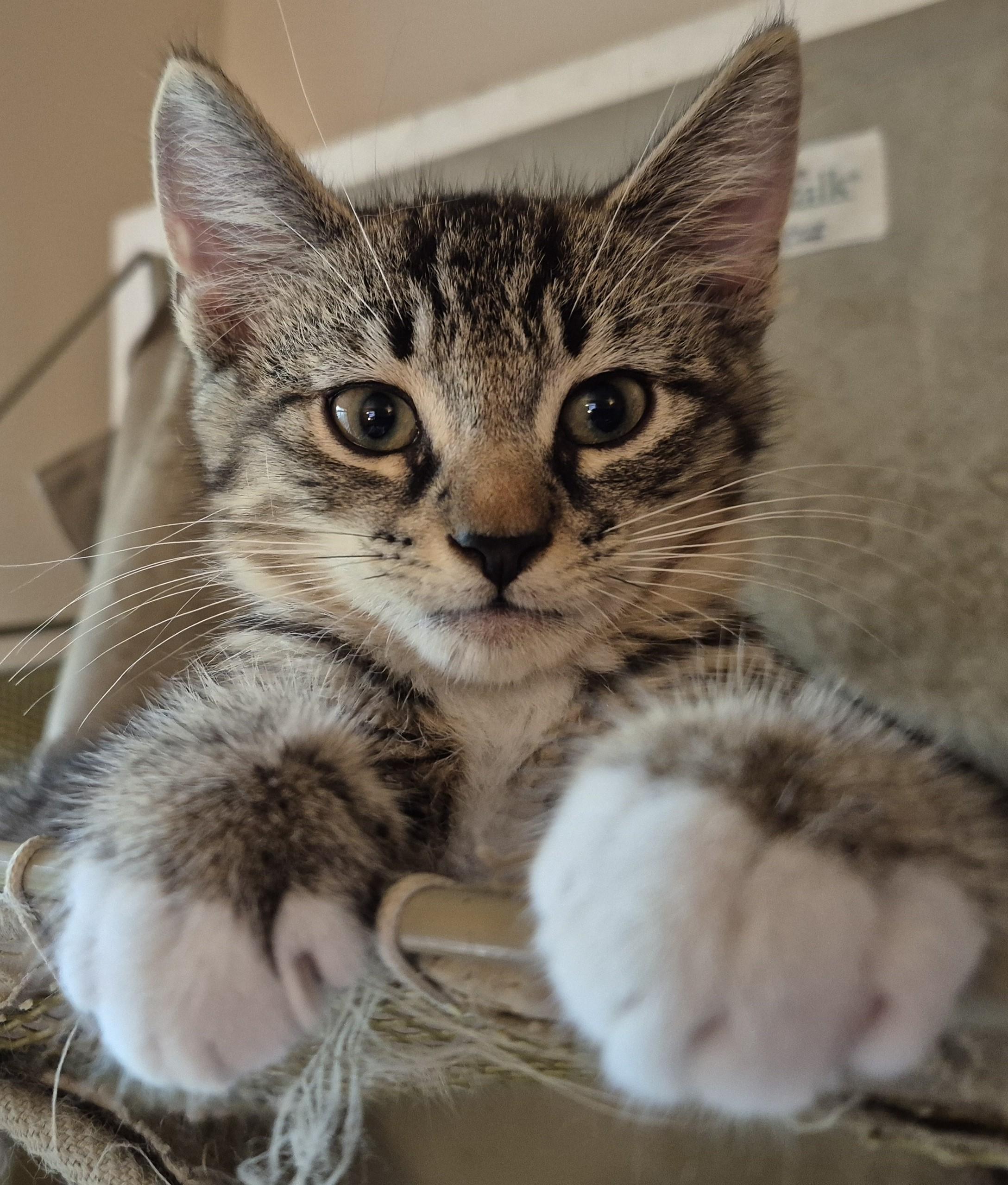 DR HAPPY, a ADOPTABLE Domestic Short Hair in Highland Park, NJ image 3/5