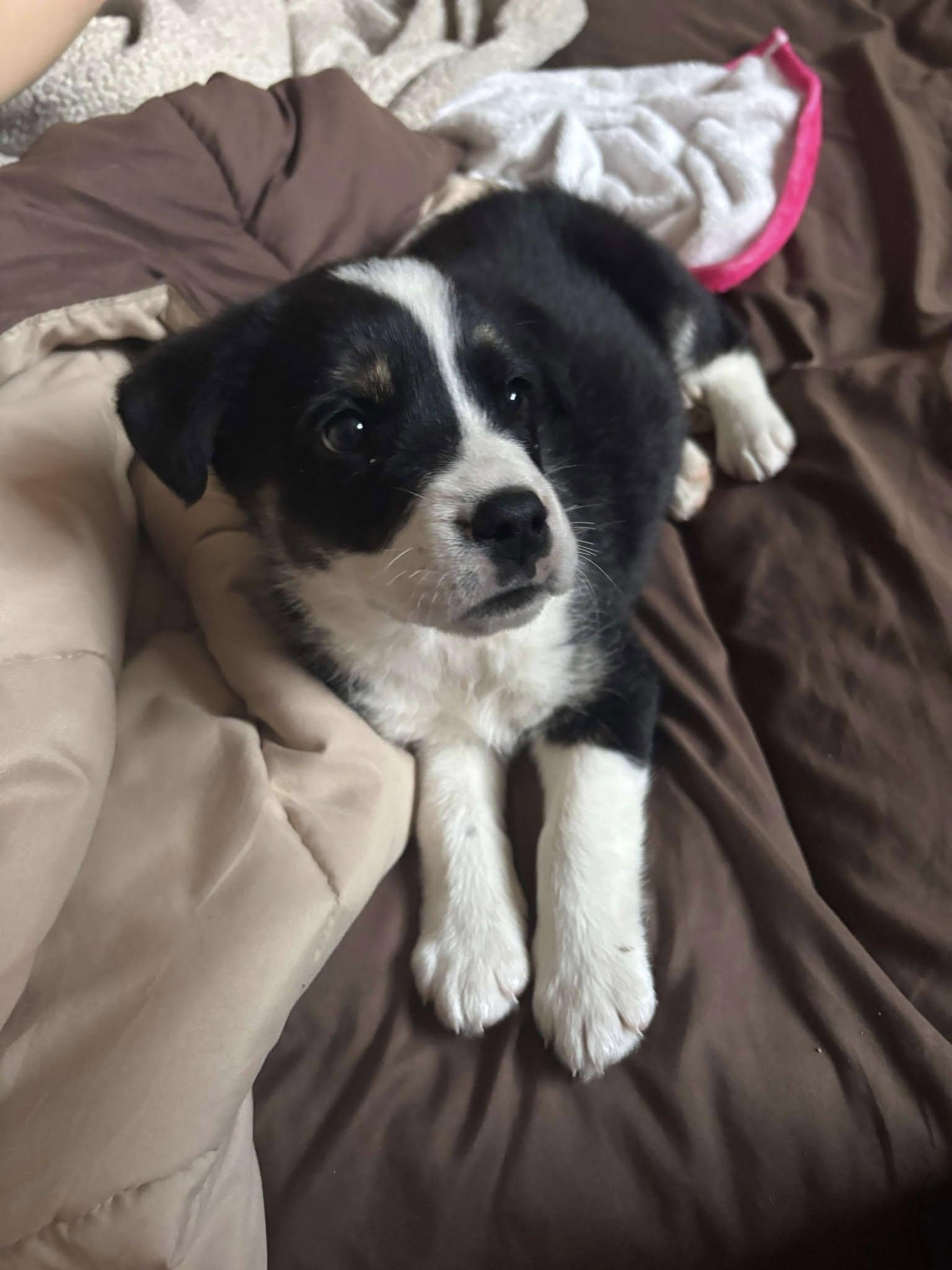 Polly, Young Female Husky