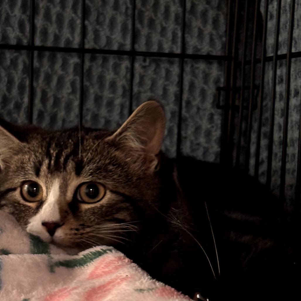 Trout, a Adoptable Domestic Short Hair in Hudson, NY image 1/3