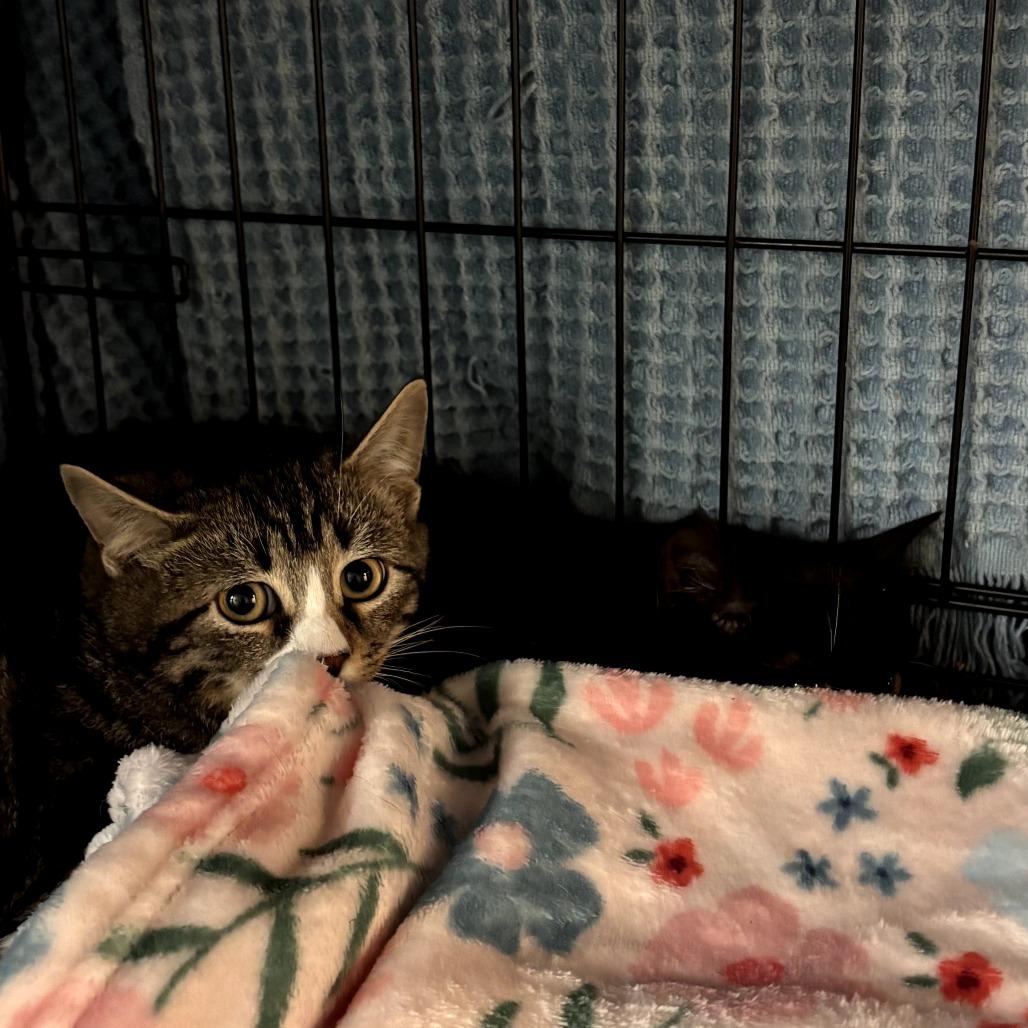 Trout, a Adoptable Domestic Short Hair in Hudson, NY image 2/3