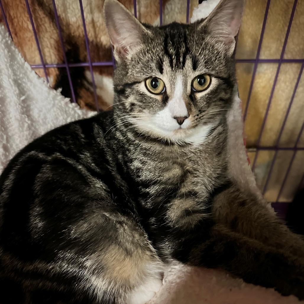 Trout, a Adoptable Domestic Short Hair in Hudson, NY image 3/3