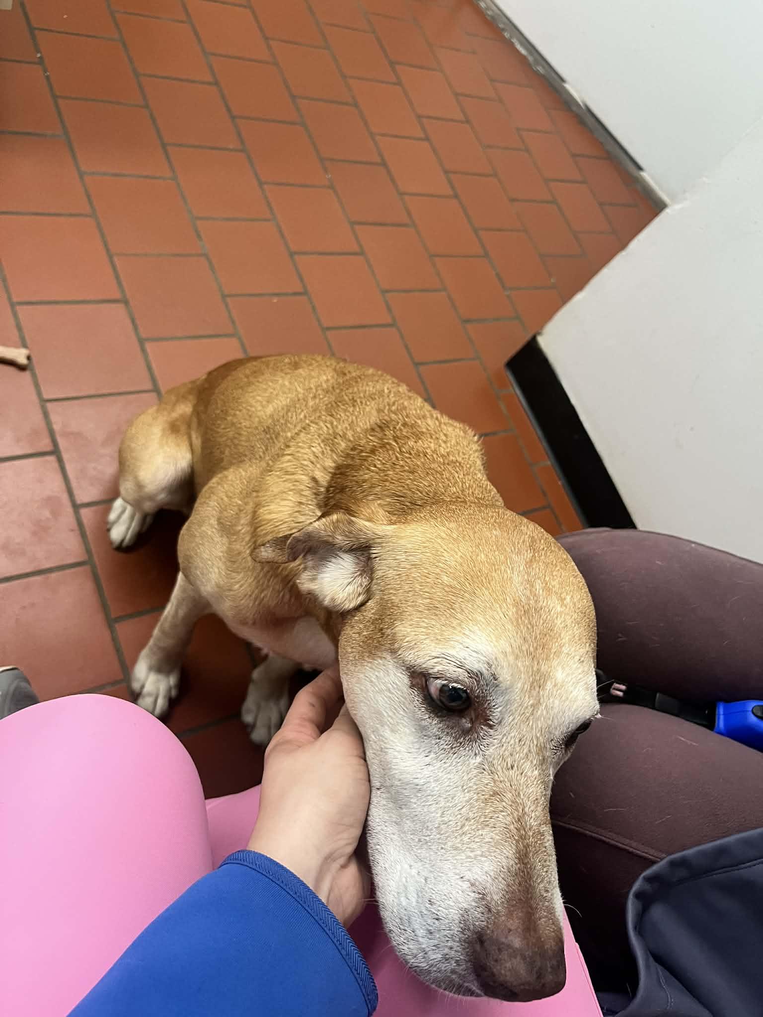 Butters, Adoptable, Senior Female Yellow Labrador Retriever.