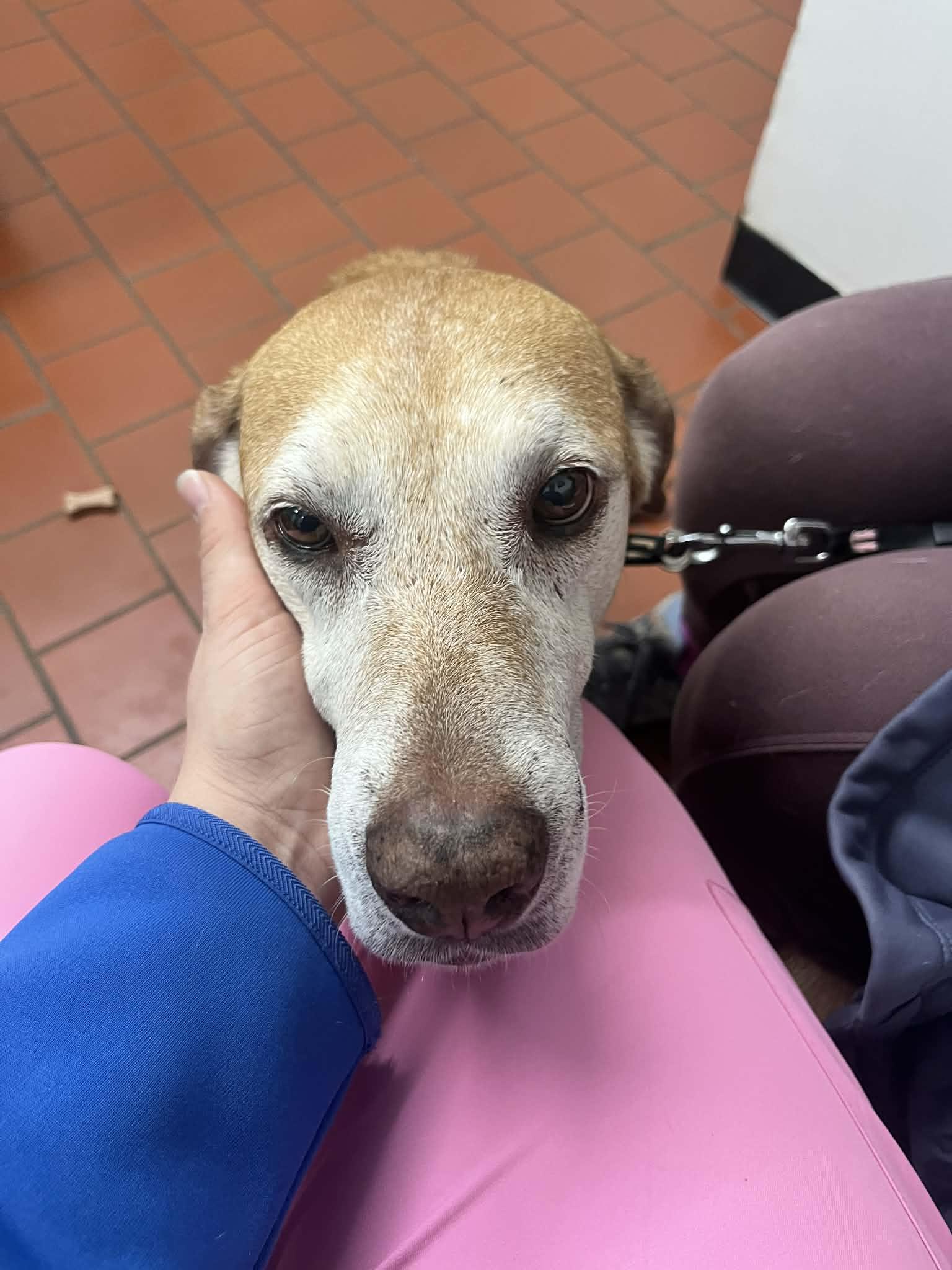 Butters, a Adoptable Yellow Labrador Retriever in Stratham, NH image 2/3