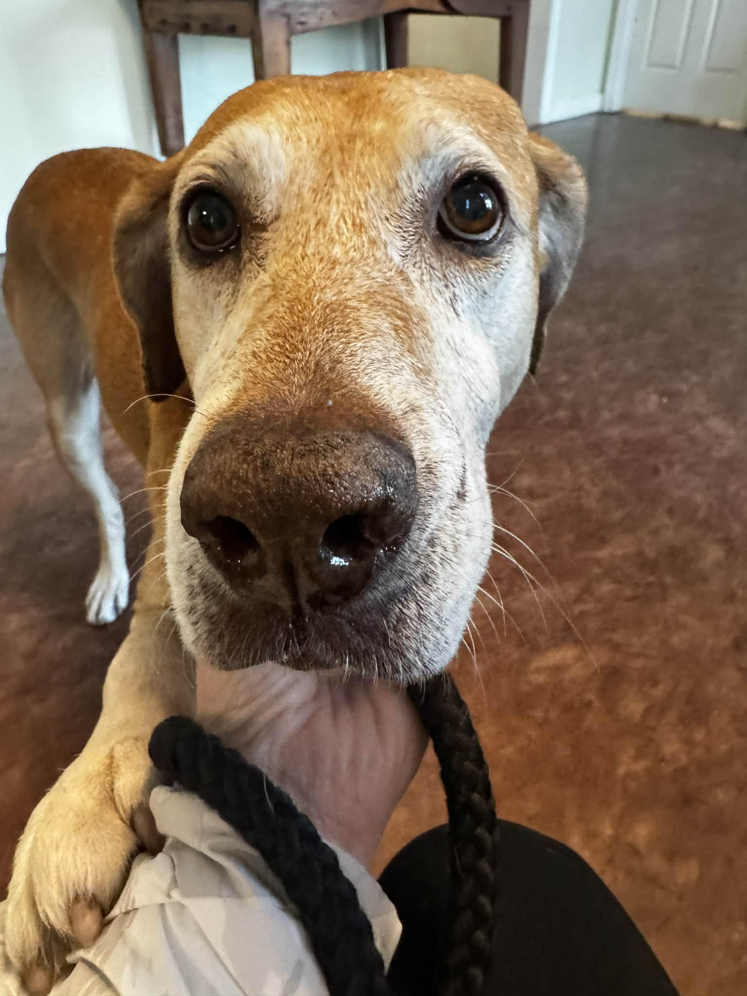 Butters, a Adoptable Yellow Labrador Retriever in Stratham, NH image 3/3
