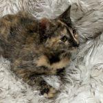 Enlarge Aspen, an adopted Tortoiseshell in Green Valley, AZ image 1/2