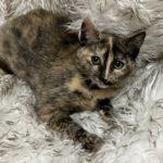 Enlarge Aspen, an adopted Tortoiseshell in Green Valley, AZ image 2/2