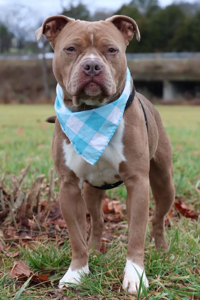 Peaches, Adoptable, Young Female Mixed Breed.