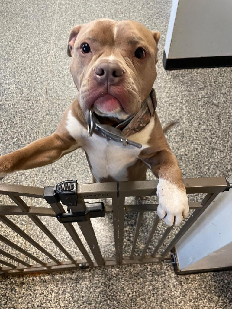 Enlarge Peaches, a Adoptable mixed breed in Columbia, TN image 1/1