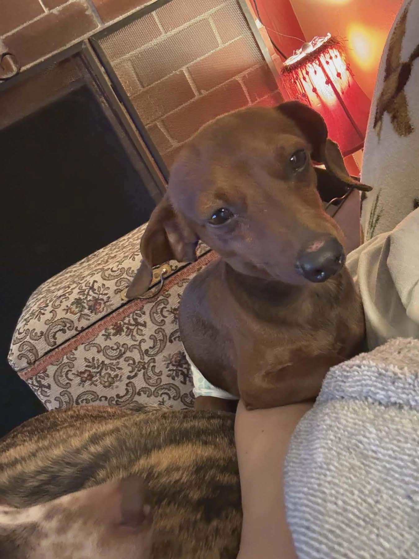 Enlarge Humphrey , an adopted Dachshund in Eugene, OR image 1/4