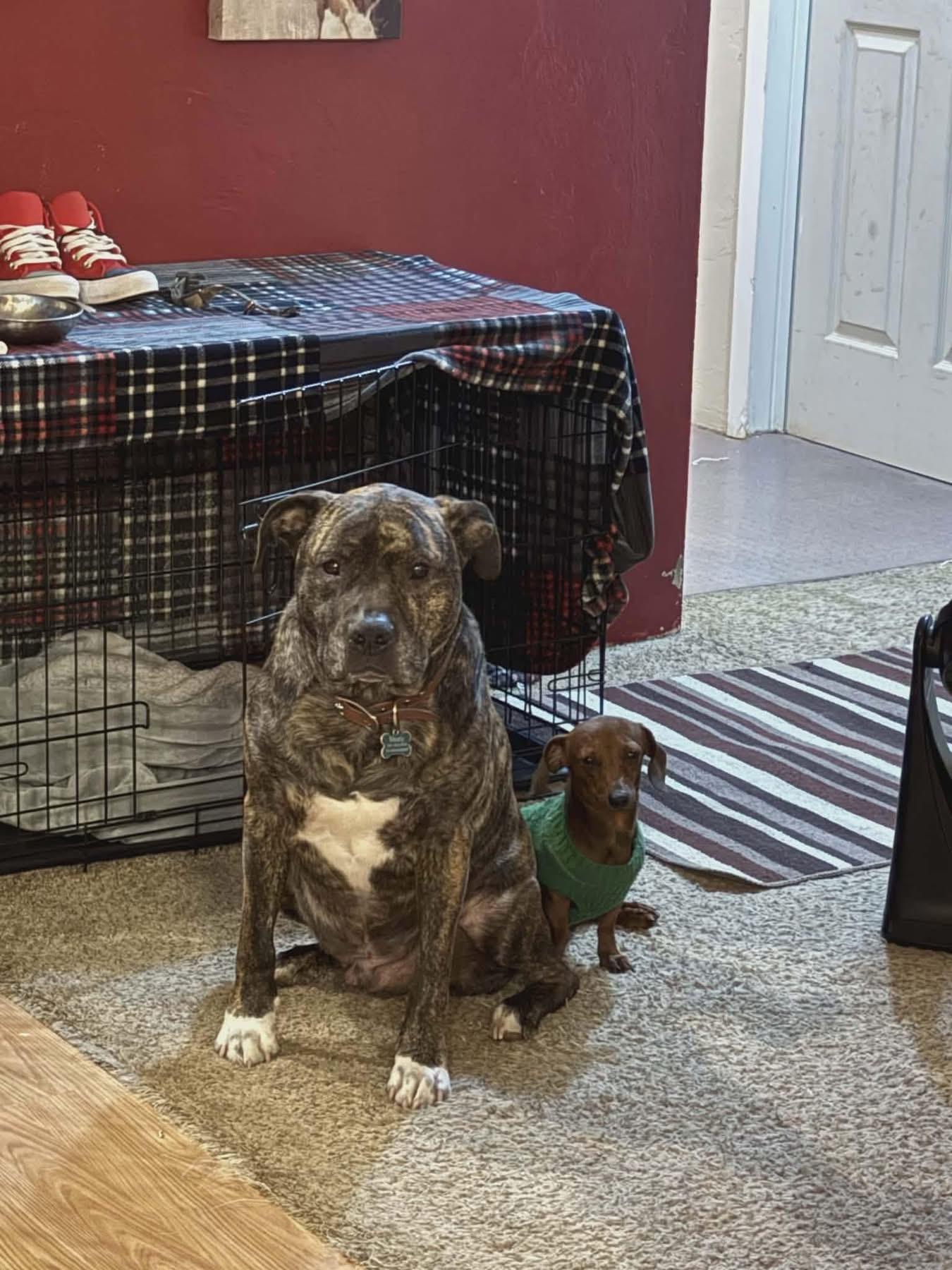 Enlarge Humphrey , an adopted Dachshund in Eugene, OR image 2/4