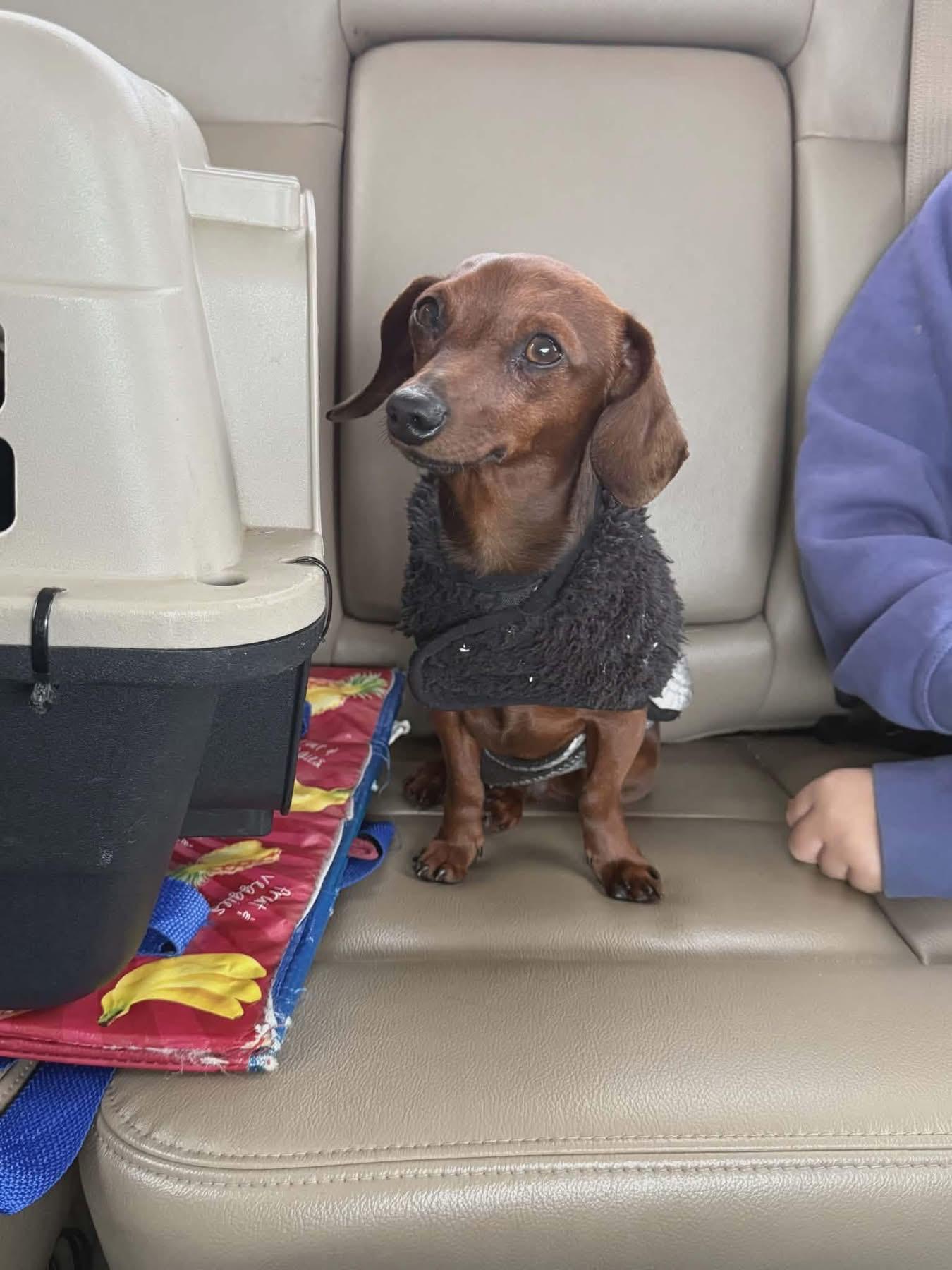 Enlarge Humphrey , an adopted Dachshund in Eugene, OR image 4/4
