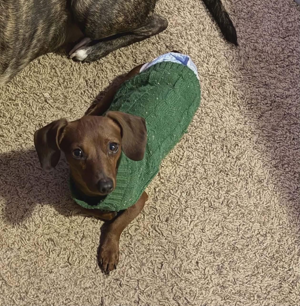 Enlarge Humphrey , an adopted Dachshund in Eugene, OR image 3/4