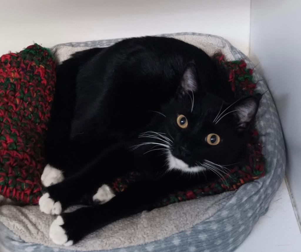 Rocco, a Adoptable mixed breed in Crandon, WI image 1/3