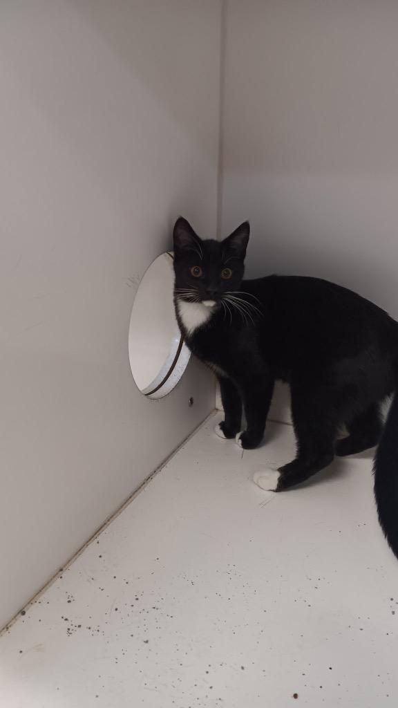 Rocco, Adoptable, Kitten Male Domestic Short Hair.