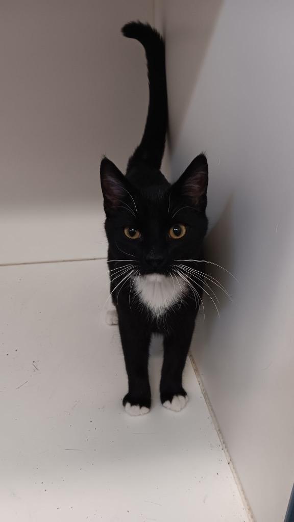 Enlarge Rocco, a Adoptable mixed breed in Crandon, WI image 2/2