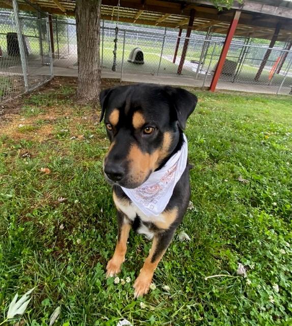 Enlarge Kovu, a ADOPTABLE mixed breed in Fayetteville, AR image 3/6