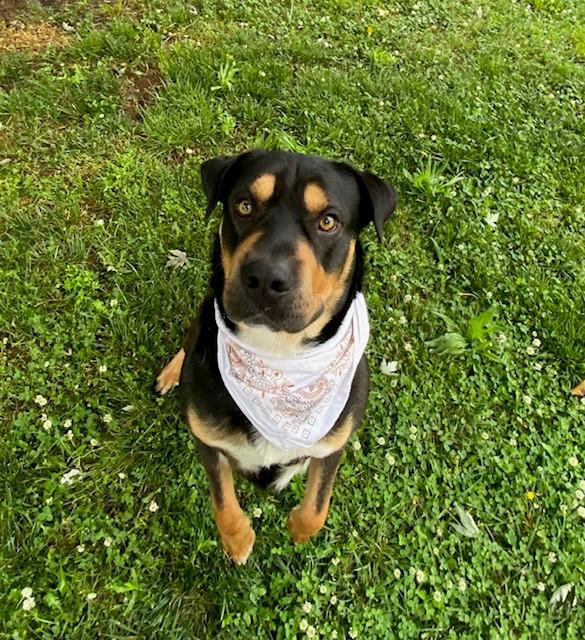 Enlarge Kovu, a ADOPTABLE mixed breed in Fayetteville, AR image 2/6