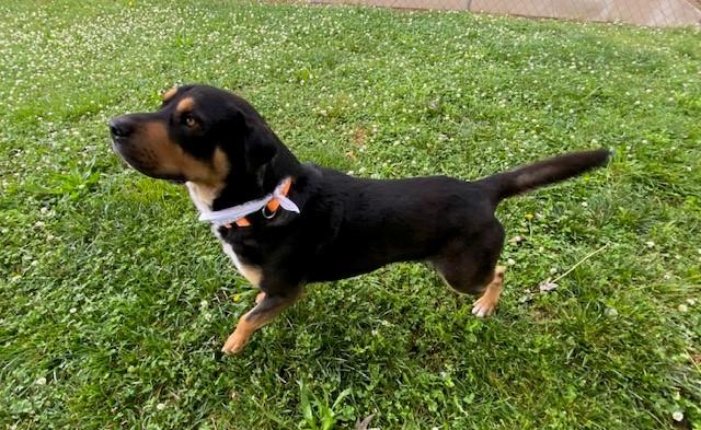 Enlarge Kovu, a ADOPTABLE mixed breed in Fayetteville, AR image 6/6
