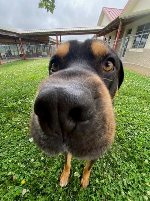 Enlarge Kovu, a ADOPTABLE mixed breed in Fayetteville, AR image 5/6