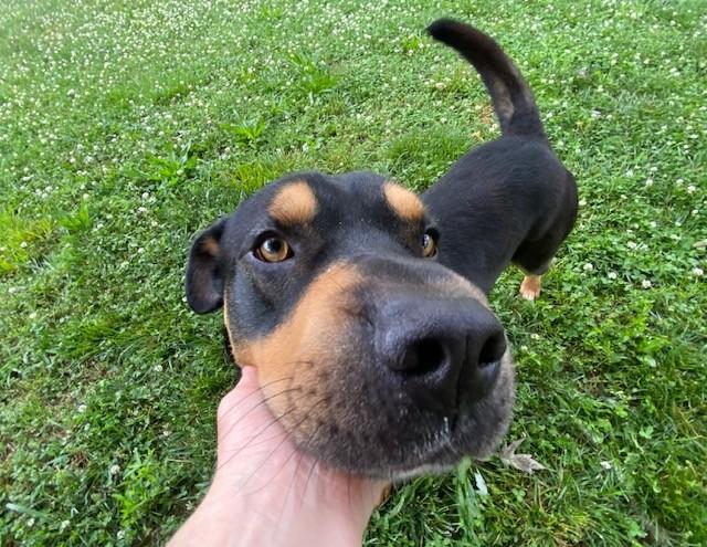 Kovu, ADOPTABLE, Adult Male Rottweiler & Shar-Pei.
