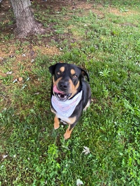 Enlarge Kovu, a ADOPTABLE mixed breed in Fayetteville, AR image 4/6